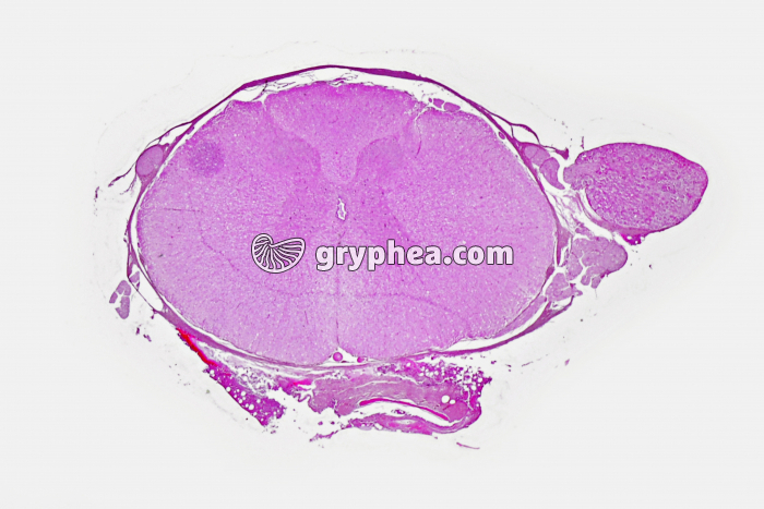 Moelle épinière avec ganglion rachidien Mammifère CT x5 - gryphea.com